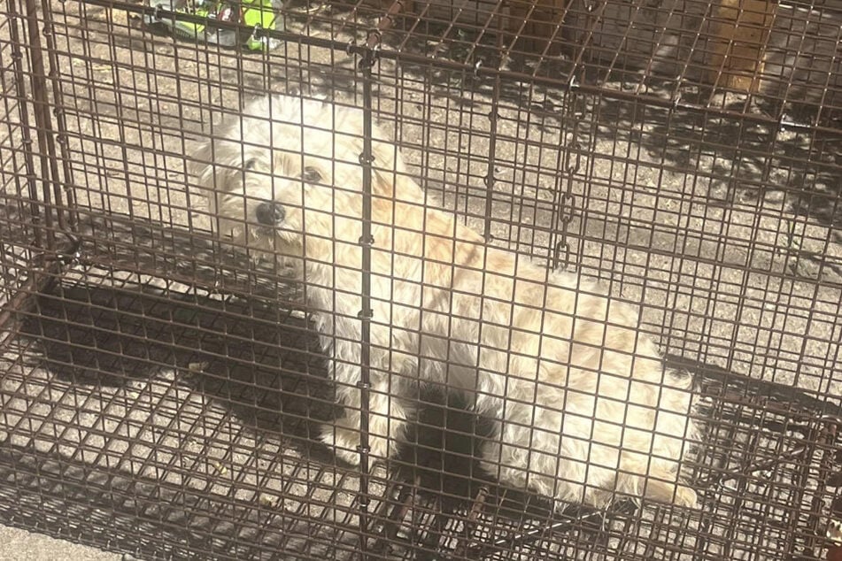 Fortunately, the sweet little dog is now safe.