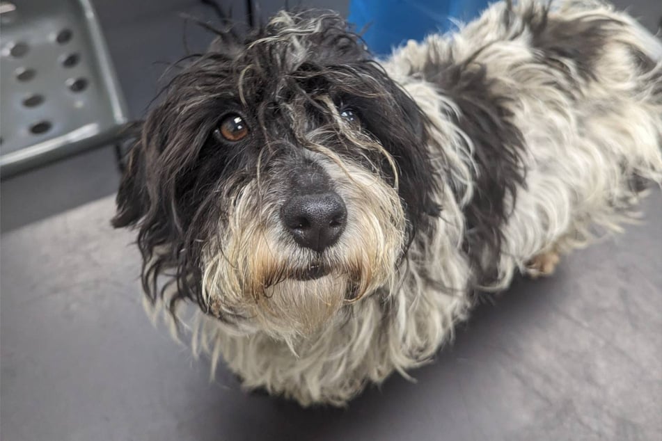 Dogs do have tear ducts and can cry, but for different reasons that you'd expect.