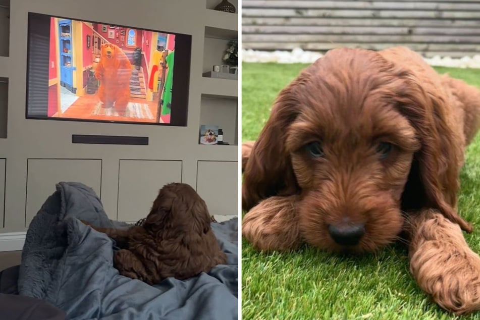 Puppy runs for cover from kids' TV show: "Poor thing is now traumatized"