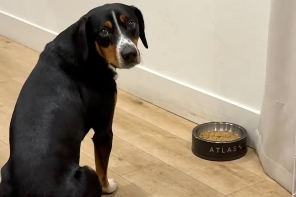 Poor Atlas the dog is sitting in front of his food bowl, but he won't eat. Why?
