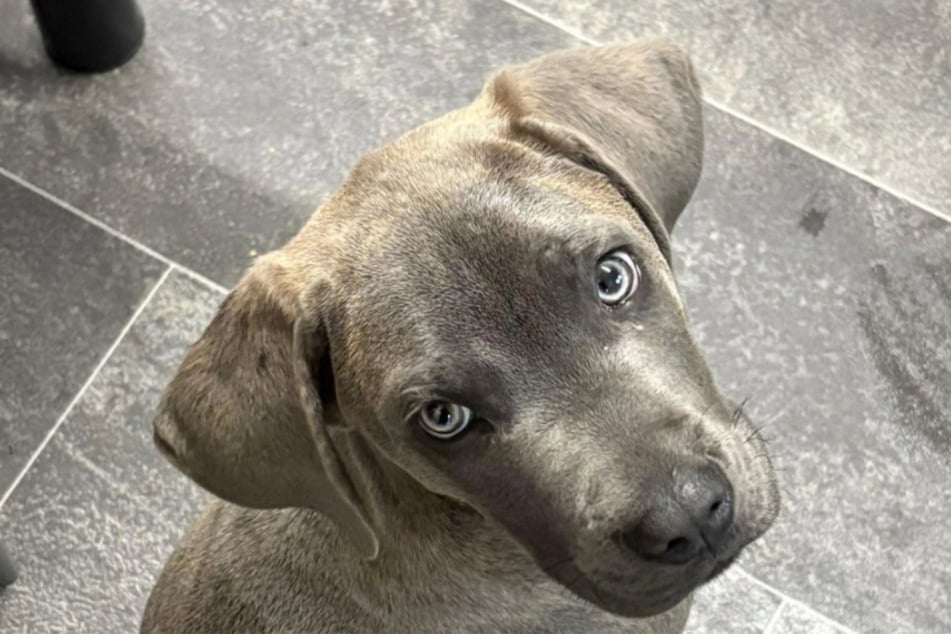 Aliyah initially thought her dog Nico was a Labrador.