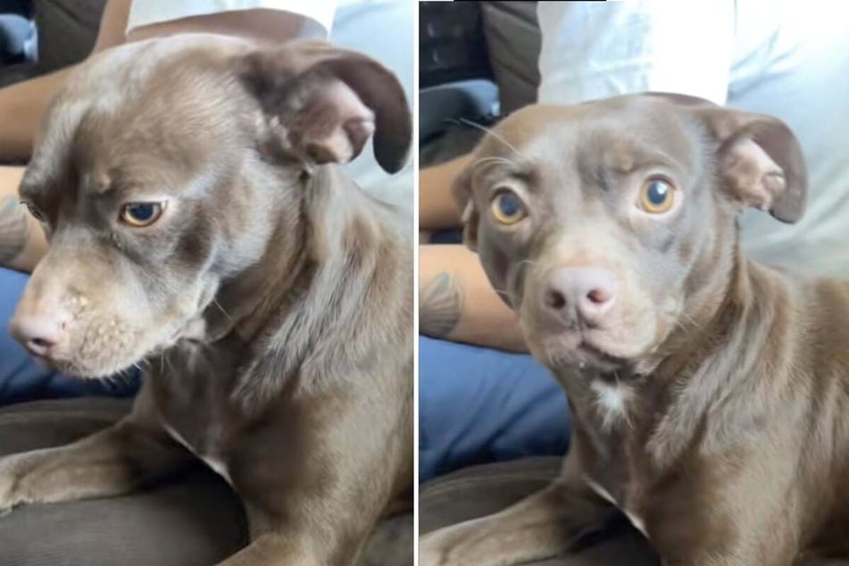 With the fierce personality of a Chihuahua and the strength of a Pit Bull, this dog might just take over the world!