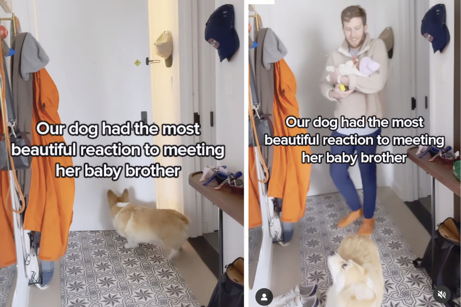 A corgi named Maxine has the sweetest reaction to her new baby sibling.