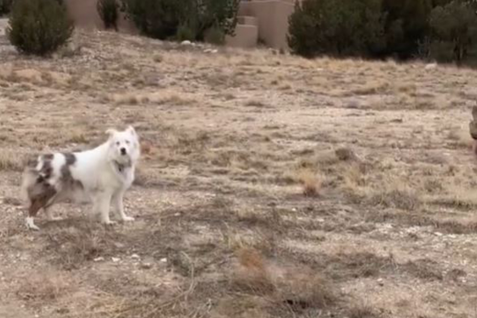 Would the blind and deaf Bitsy recognize Steve after more than a year?