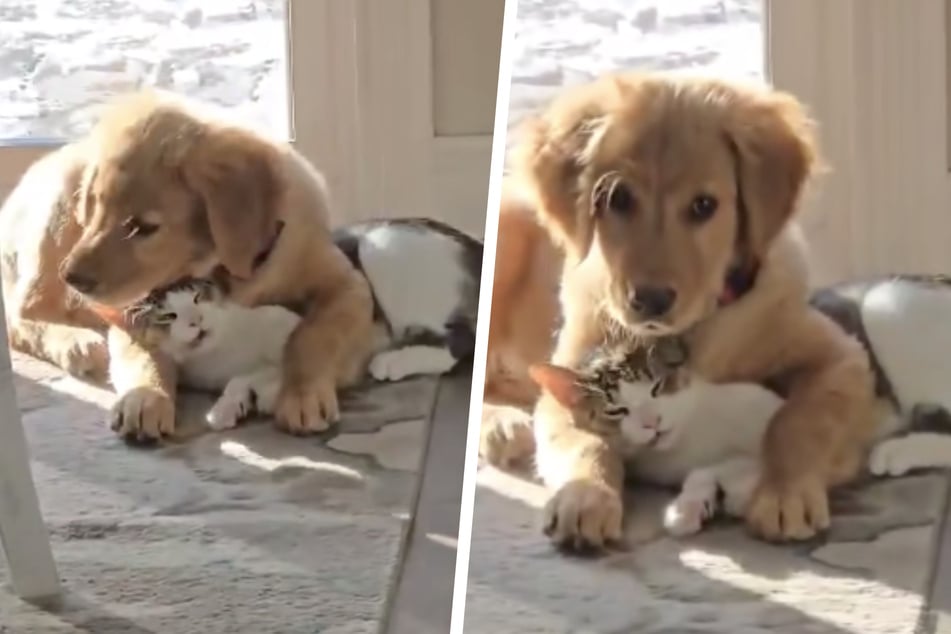 Puppy making kitty "disappear" has TikTok users rolling with laughter!