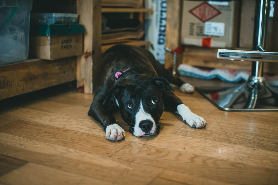 Lack of attention can trigger jealousy in dogs.