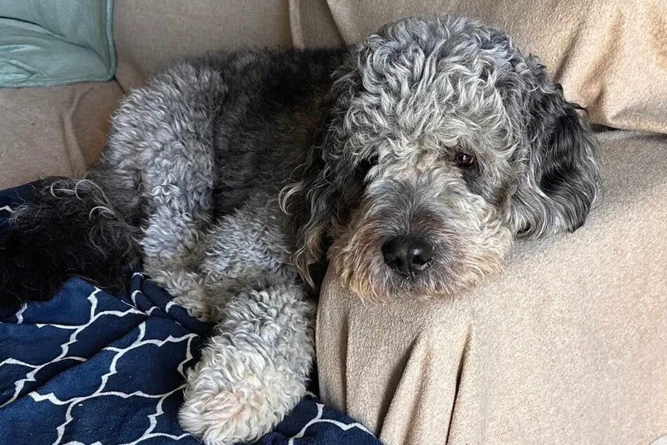 Los Angeles police have angered many after they shot a dog during a celebration for the New York Knicks' recent NBA championship win.