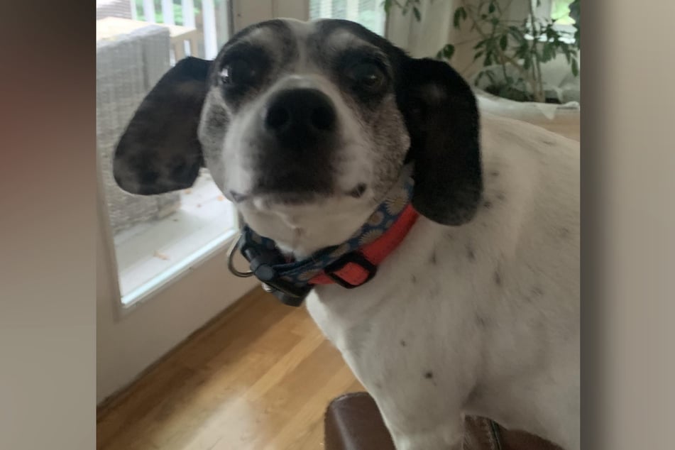 This cheeky dog pulled off the ultimate food scam!