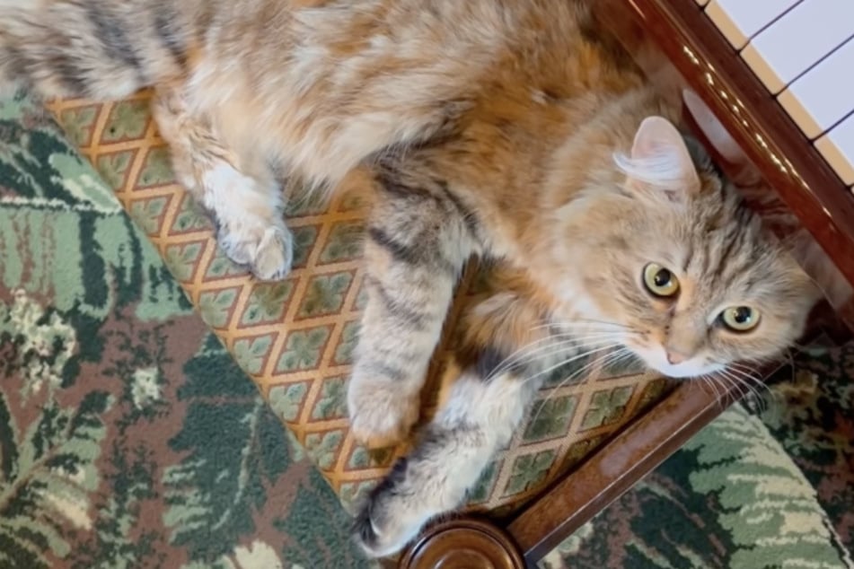 This beloved hotel cat's pamp-purred life is everything!