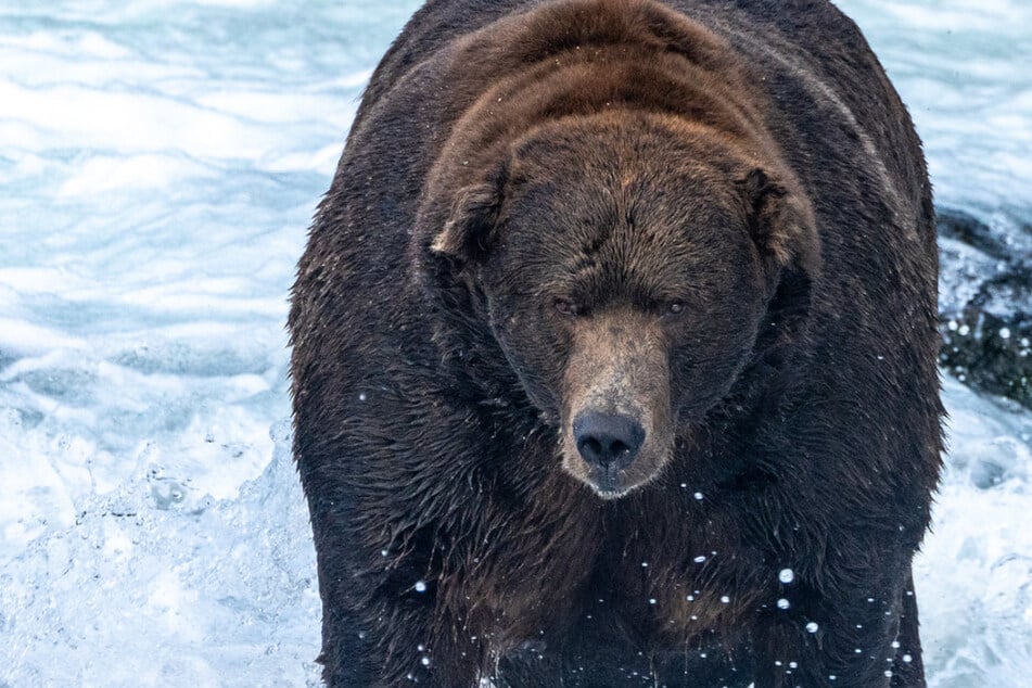 The champion of Fat Bear Week 2022 is Bear 747, also known affectionately as "Jumbo Jet" and "The Unit."