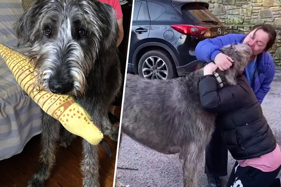 Dog goes missing after car crash, but his family refuses to give up hope
