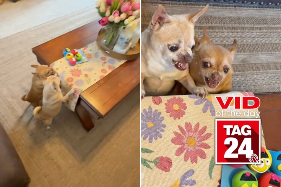 Viral Video of the Day for April 7, 2026: Two chihuahuas lose their minds over new toy pack in hilarious TikTok