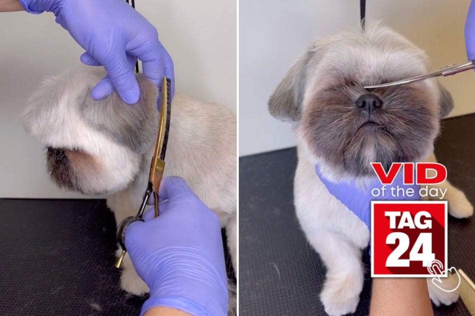 Viral Video of the Day for April 24, 2024: Pup acts like "distinguished gentleman" at groomers!