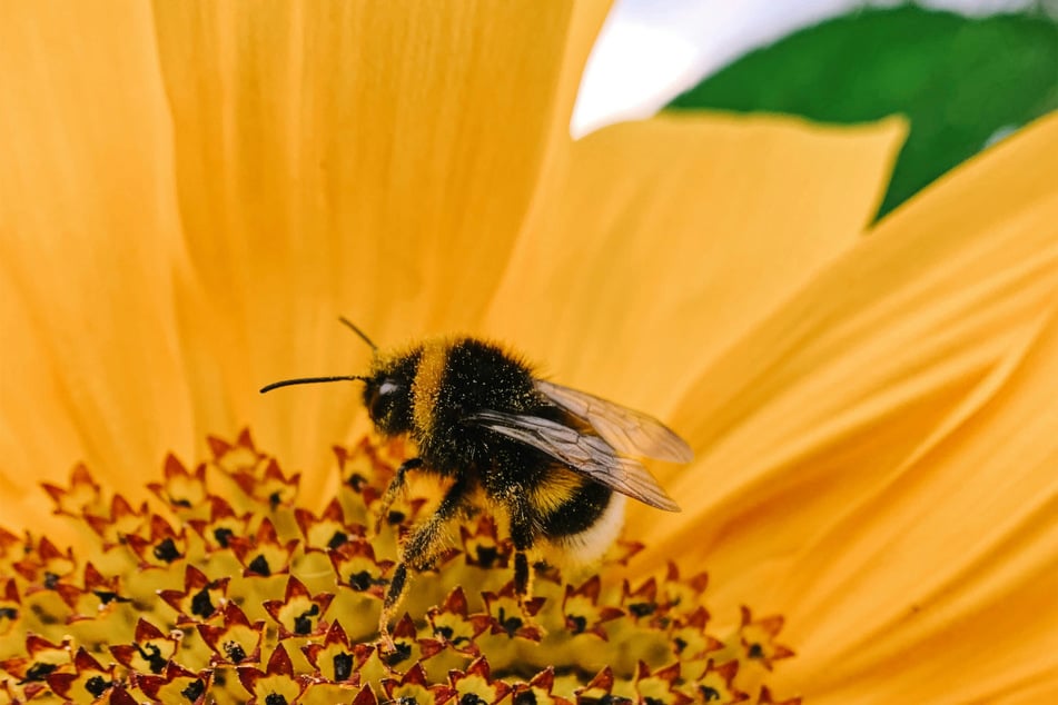 One of the most common causes of anaphylactic reaction in dogs is bee and wasp stings.