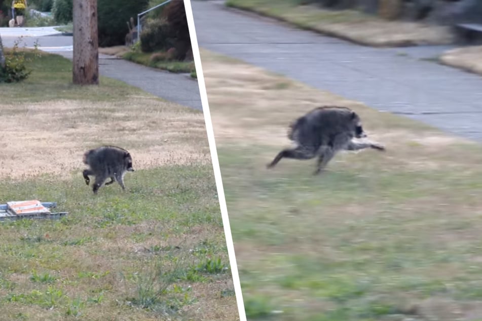Raccoon with unusually short spine named "Jimothy" becomes social media star!