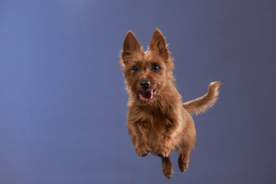 Few dogs are as under-appreciated as the Australian terrier.