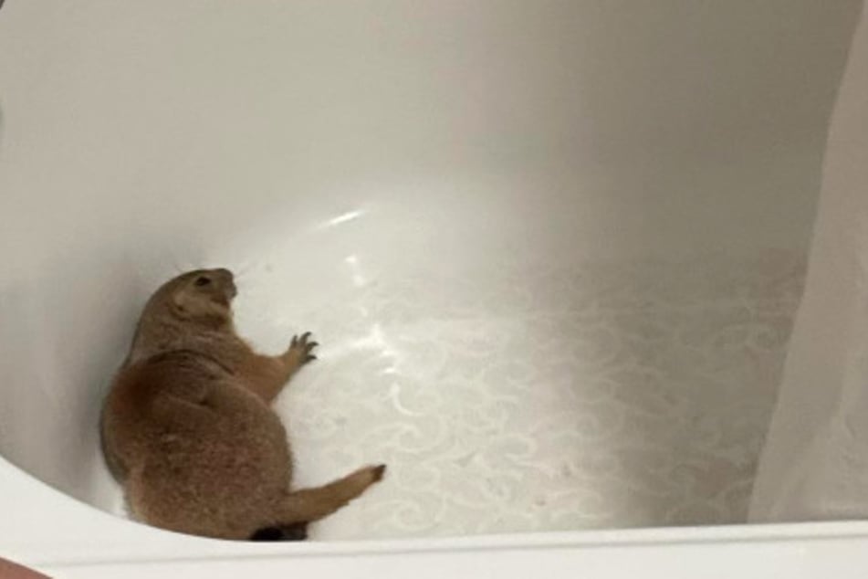 Texas hotel guests were welcomed by a prairie dog in their tub!