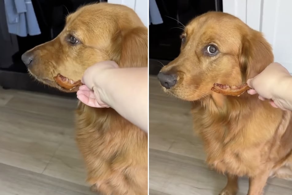 Dog refuses to eat juicy slice of bacon unless his owner does this adorable ritual first!
