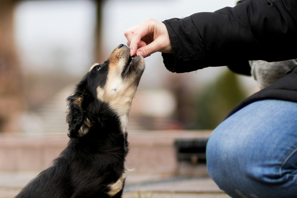 It is okay to give dogs a nut or two here and there, but not all the time.