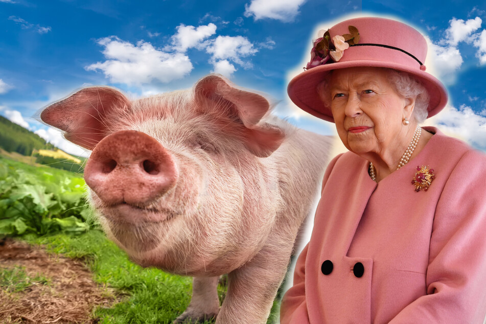 The Queen will announce a new bill that legally recognizes animals' ability to feel pain