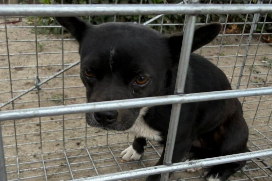 In the trap: The female dog looks pretty bedraggled. Yet her life is supposed to improve from this moment on.