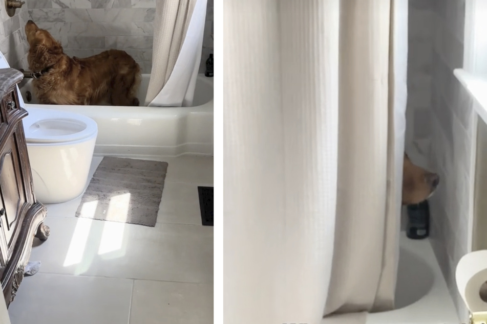 Sinatra the dog emphasized his anger by barking loudly in the direction of the baby carriage from the bathtub.