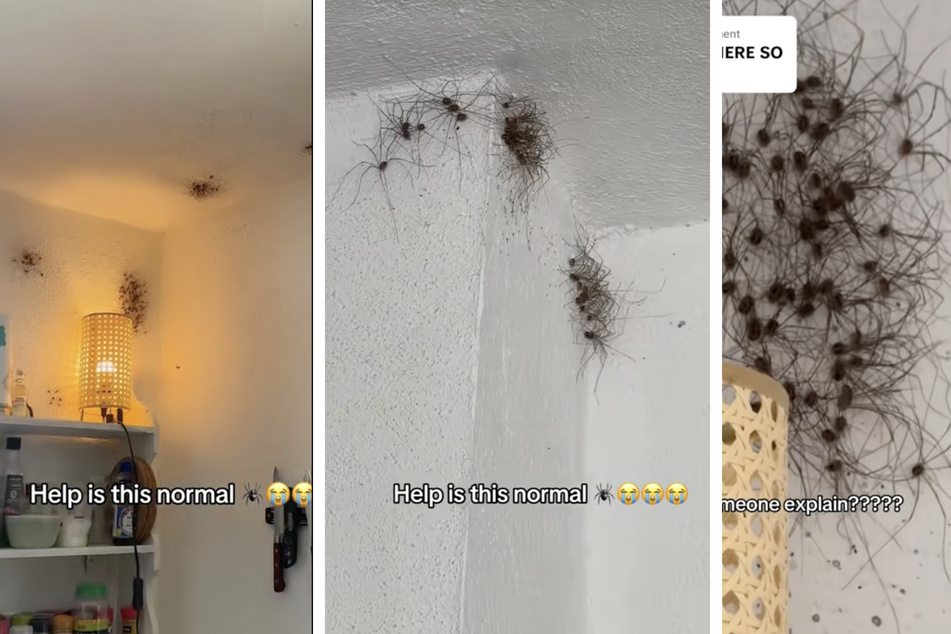 The couple discovered' nests of spiders everywhere on the walls and ceilings of their home.