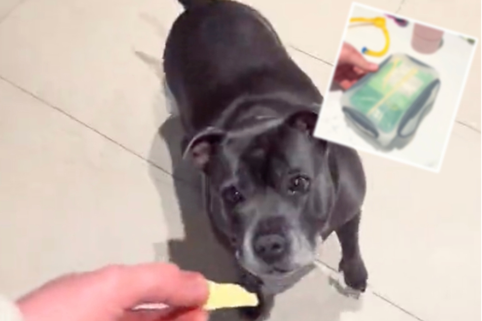 Dog can only be woken up from her nap with this hilarious trick!