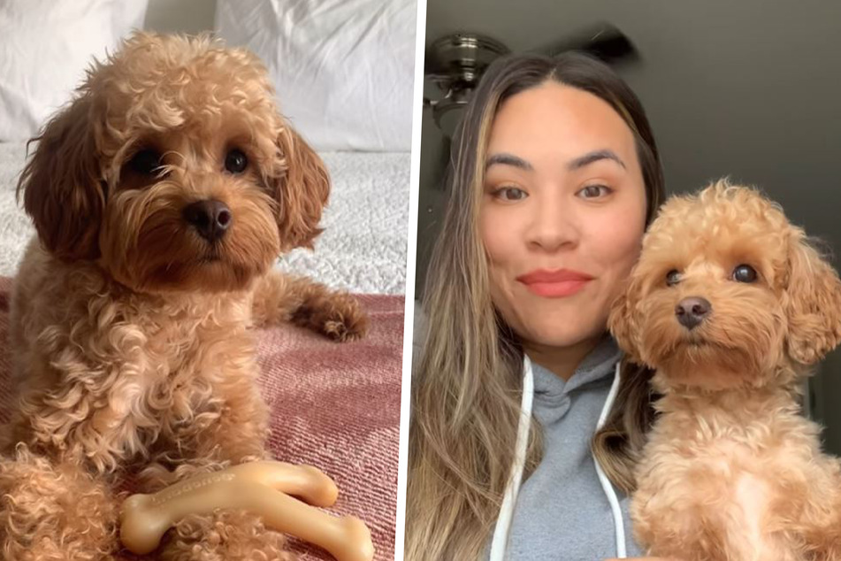 Amanda wanted to know what her young dog Chloe does when she's not home. What she found out has the Internet weeping!