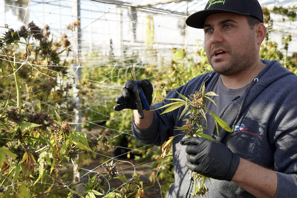 High stakes for weed growers amid slow New York legalization rollout