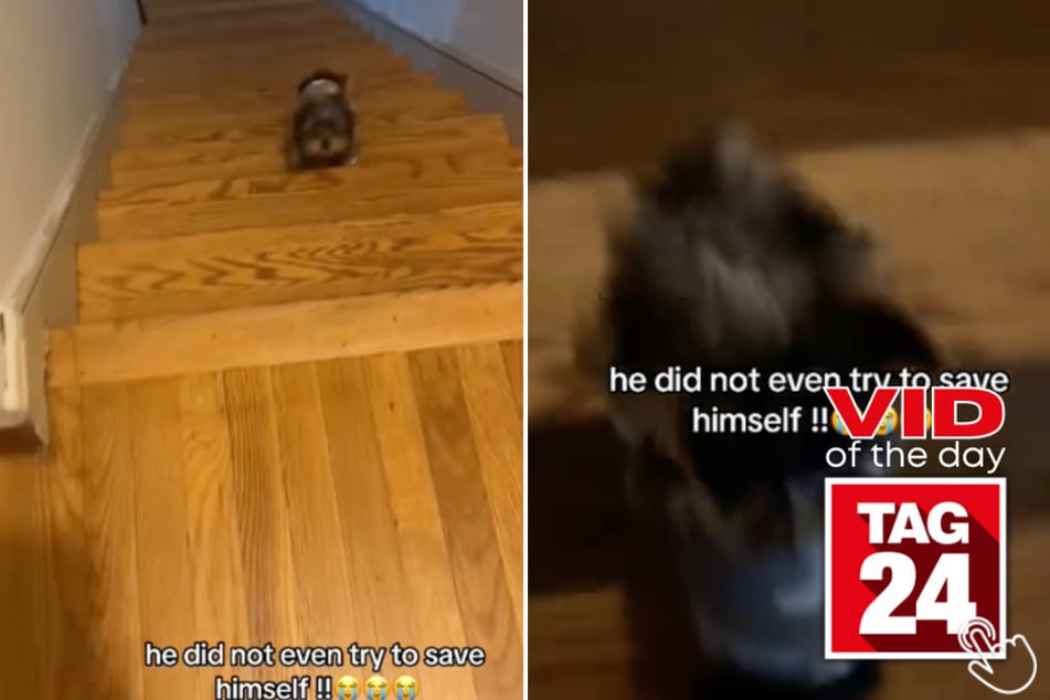 Today's Viral Video of the Day features a puppy who accidentally fell down a few stairs – without managing to get hurt!