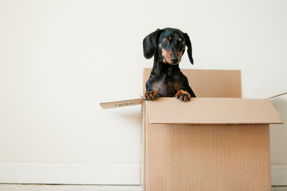Dachshunds, often referred to as "Sausage dogs" are hardly the most obedient of doggos.