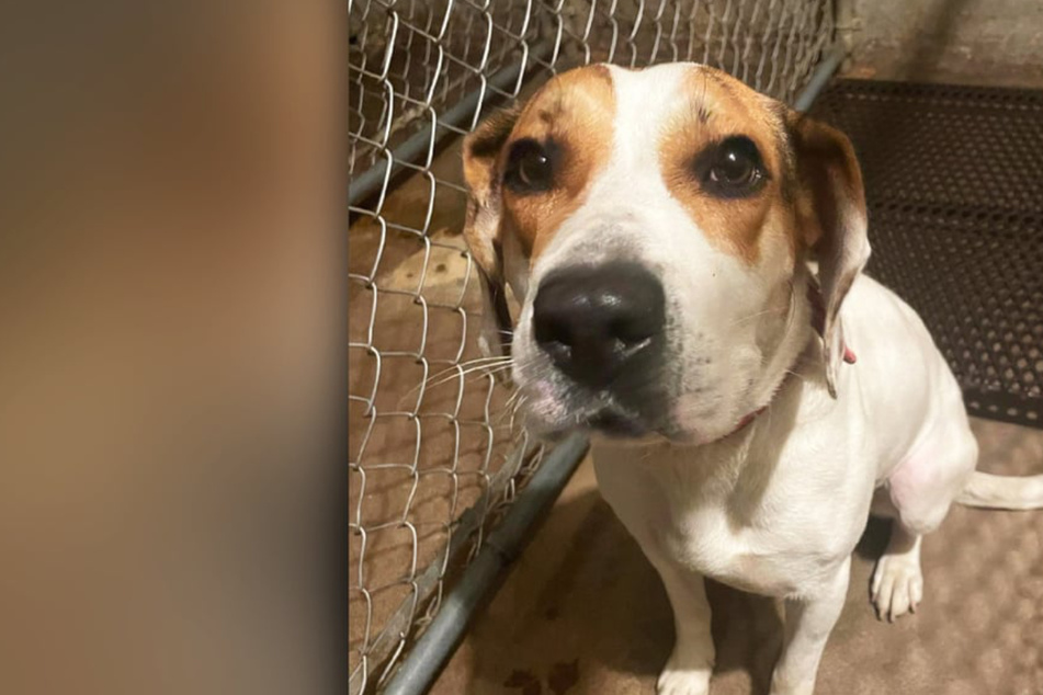 Lost dog surprises police with a strange note attached to its collar