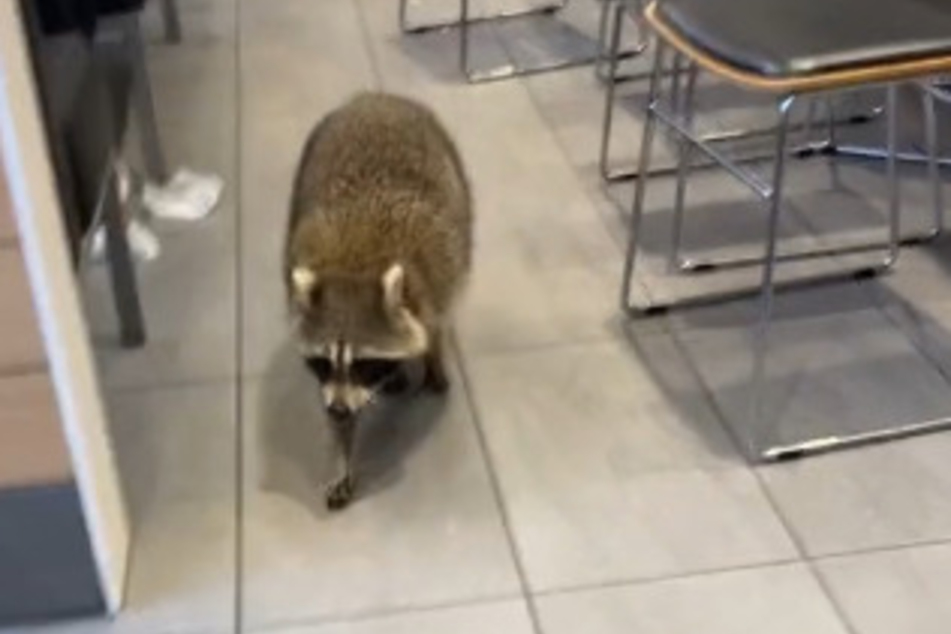 TikTok cannot get over how Canadian patrons at McDonald's reacted to a raccoon wandering through!
