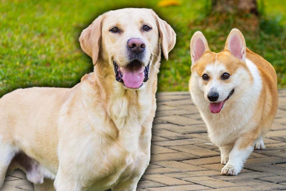 Corgidor: Temperament and appearance of a Corgi and Labrador breed mix