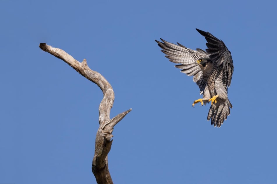 What is the fastest animal in the world? It's not what you think!