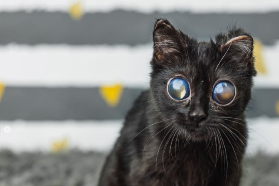 Cat rescuers post viral pictures of kitten's bizarre eye condition – what's the cause of it?