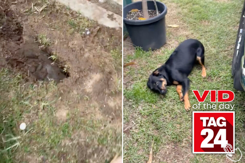 Today's Viral Video of the Day features a mischievous pup who was caught red-pawed after committing some "illegal" landscaping.