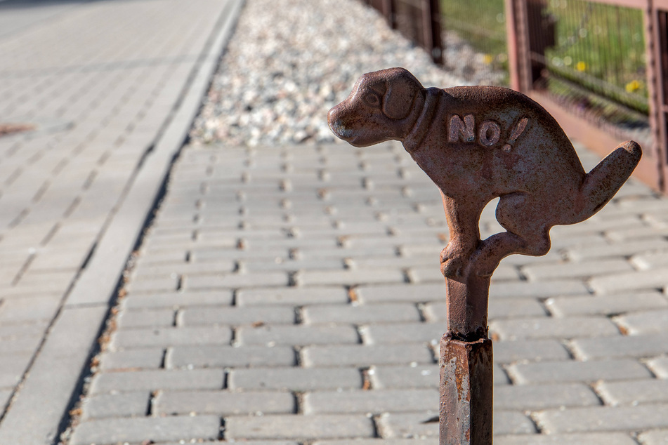 New York City seeks to wipe out dog poop problem with new legislation