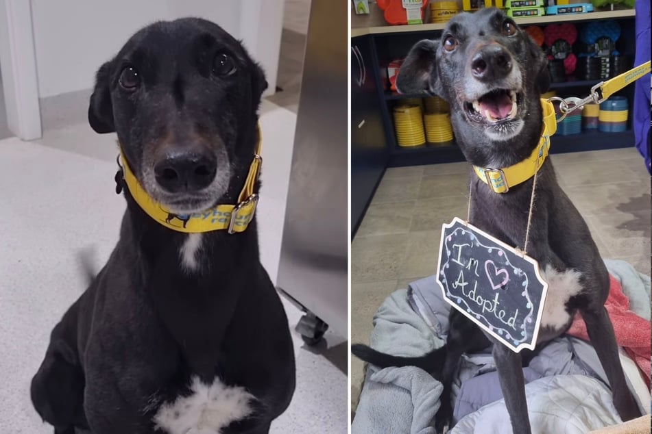 Olympus has waited 1,459 days to be adopted!