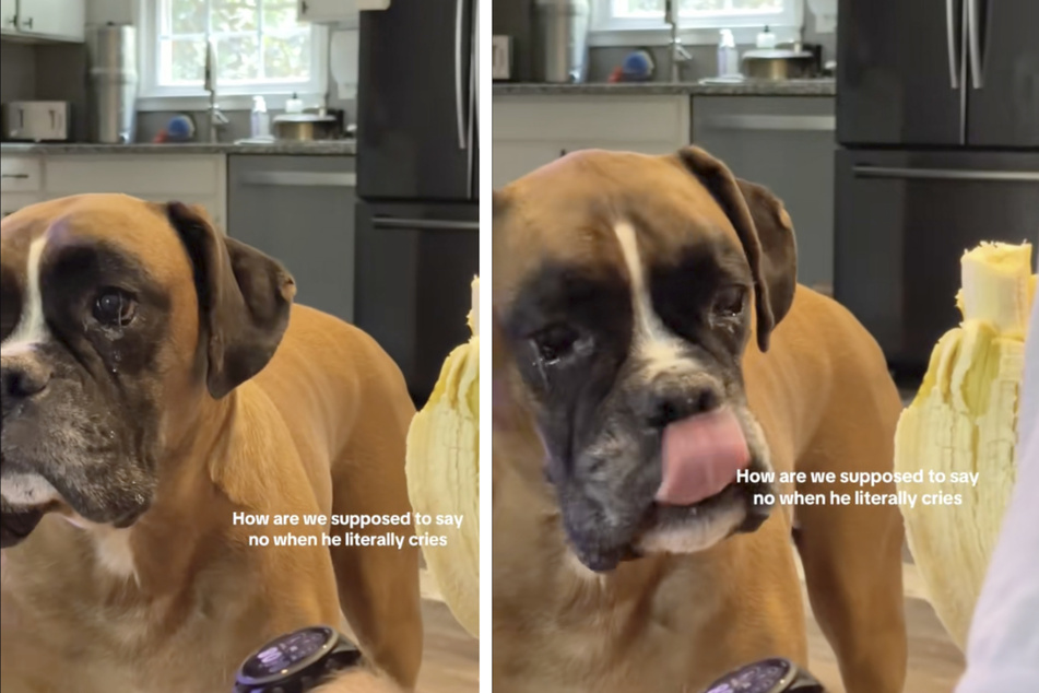 This furry friend actually spills some big fat tears – wait, dogs can cry?!