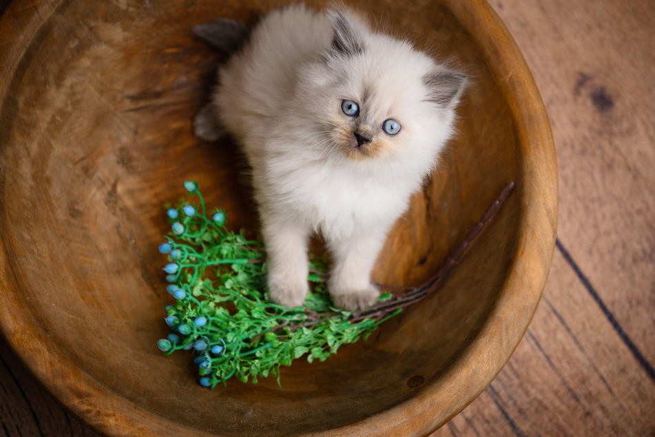 Colorpoint cats are unique and absolutely gorgeous.