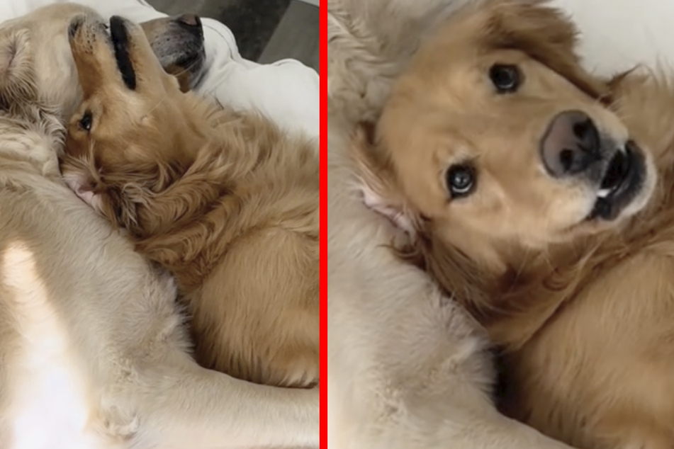 Dog's temper tantrum over clingy sibling has TikTokers rolling with laughter!