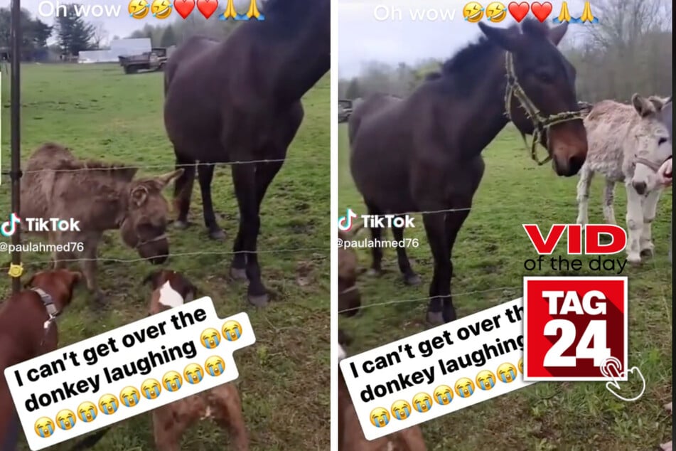 Viral Video of the Day for April 29, 2023: Donkey vs. dog standoff is a kicker