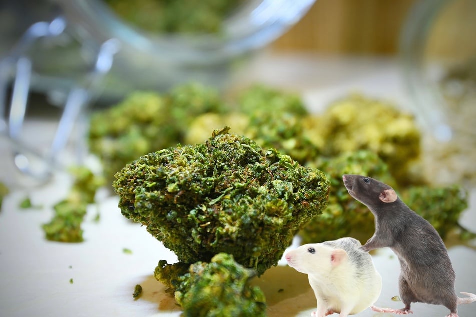 New Orleans police up in arms after rats devour evidence room pot: "They're all high!"