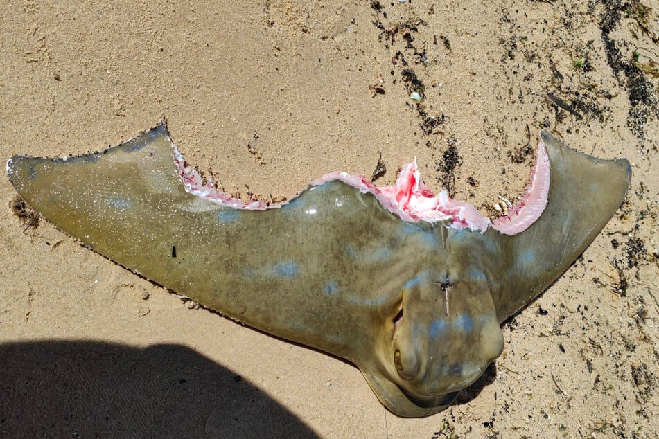 This is what Liam reeled in, and something clearly got the rest of his catch before him.