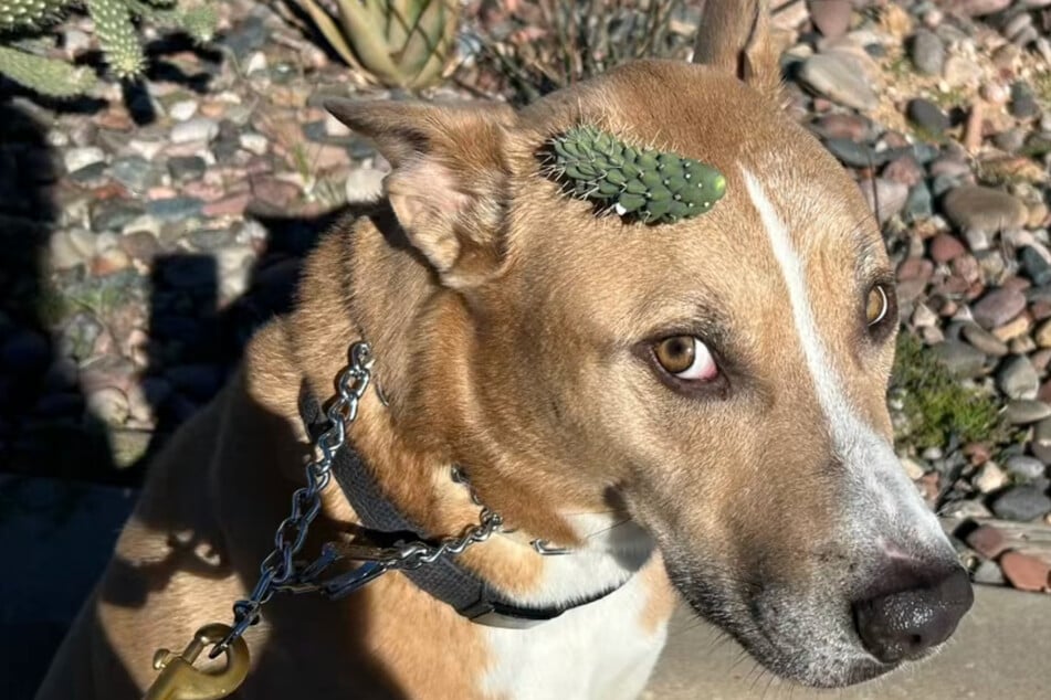 Dog becomes viral star after prickly encounter with a cactus!