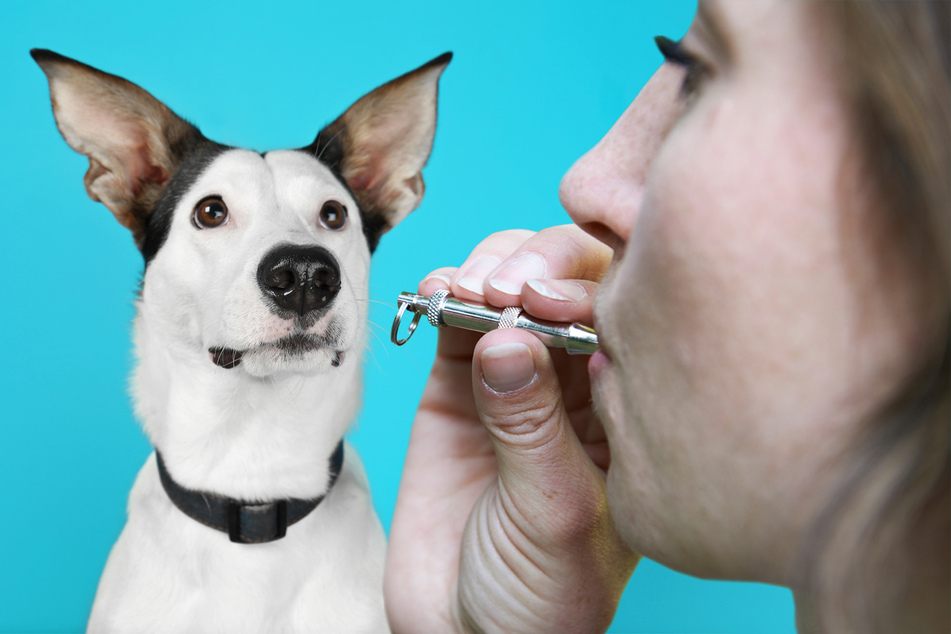 Dog whistles: What are they, and how do they work?