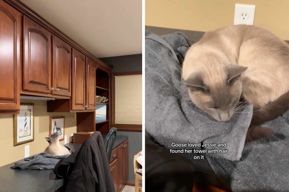 Cat mourns dog sibling in the most heartbreaking way