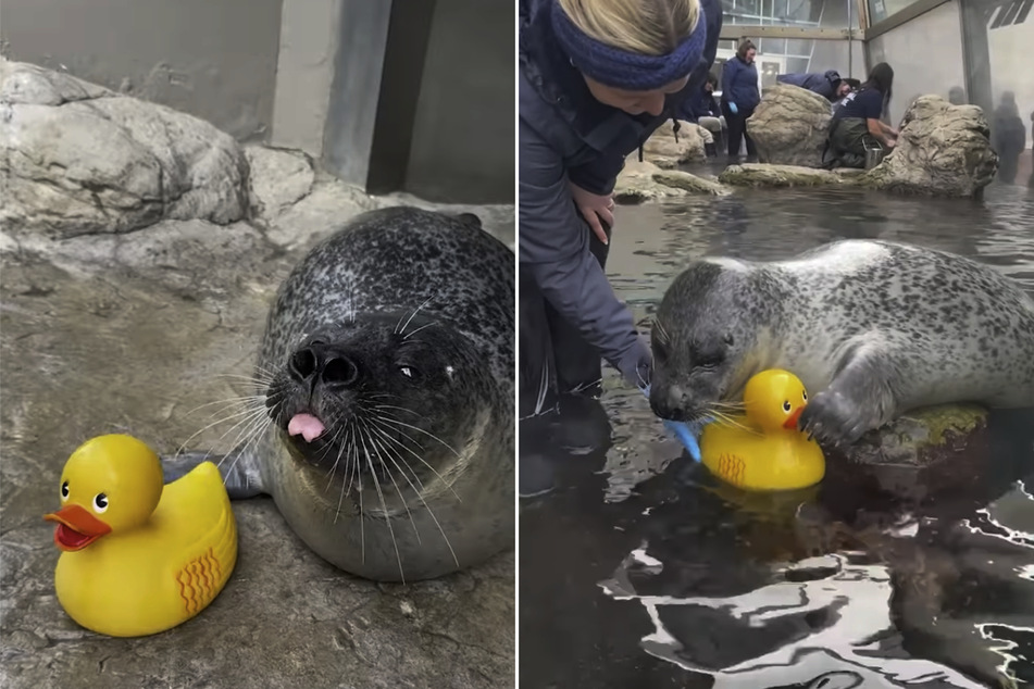 Reggae the harbor seal loves to spend time with his beloved rubber duckie.